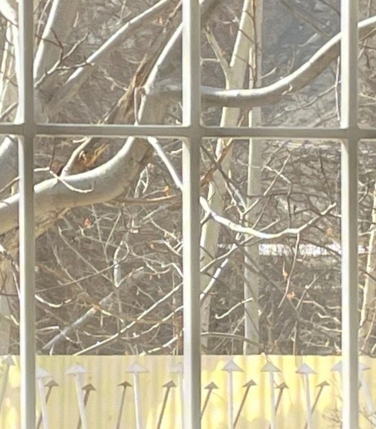 Picture of window bars, and behind it is a symphony of trees, and shadow notes