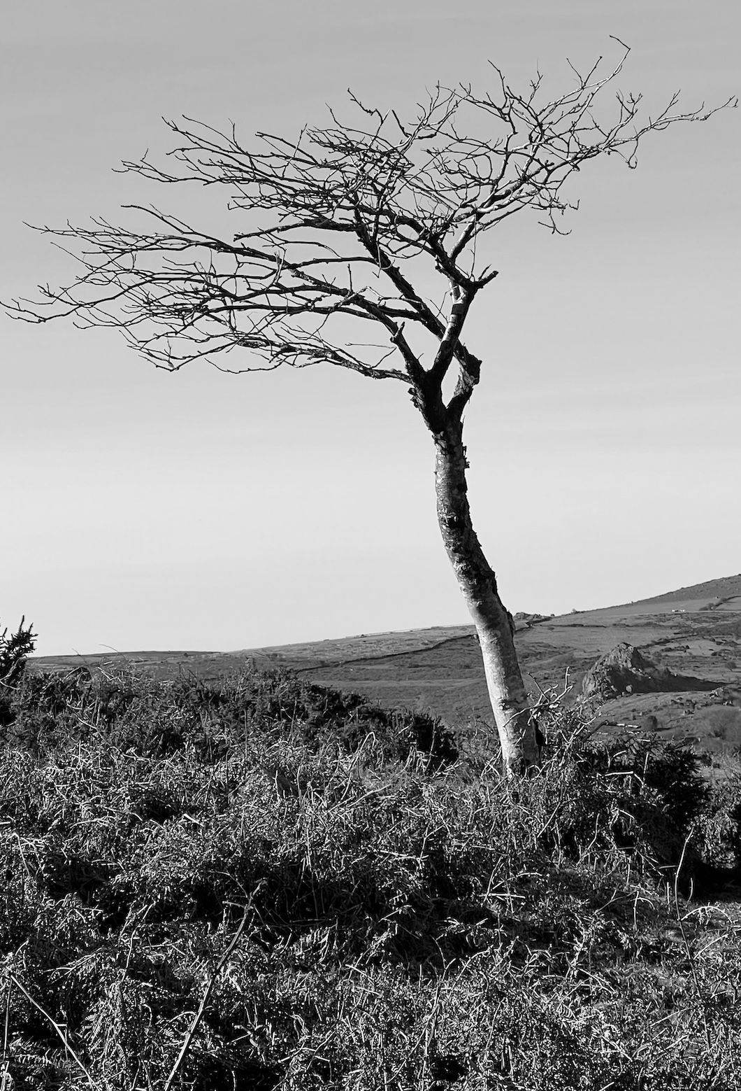 Black and white photo of a bare tree