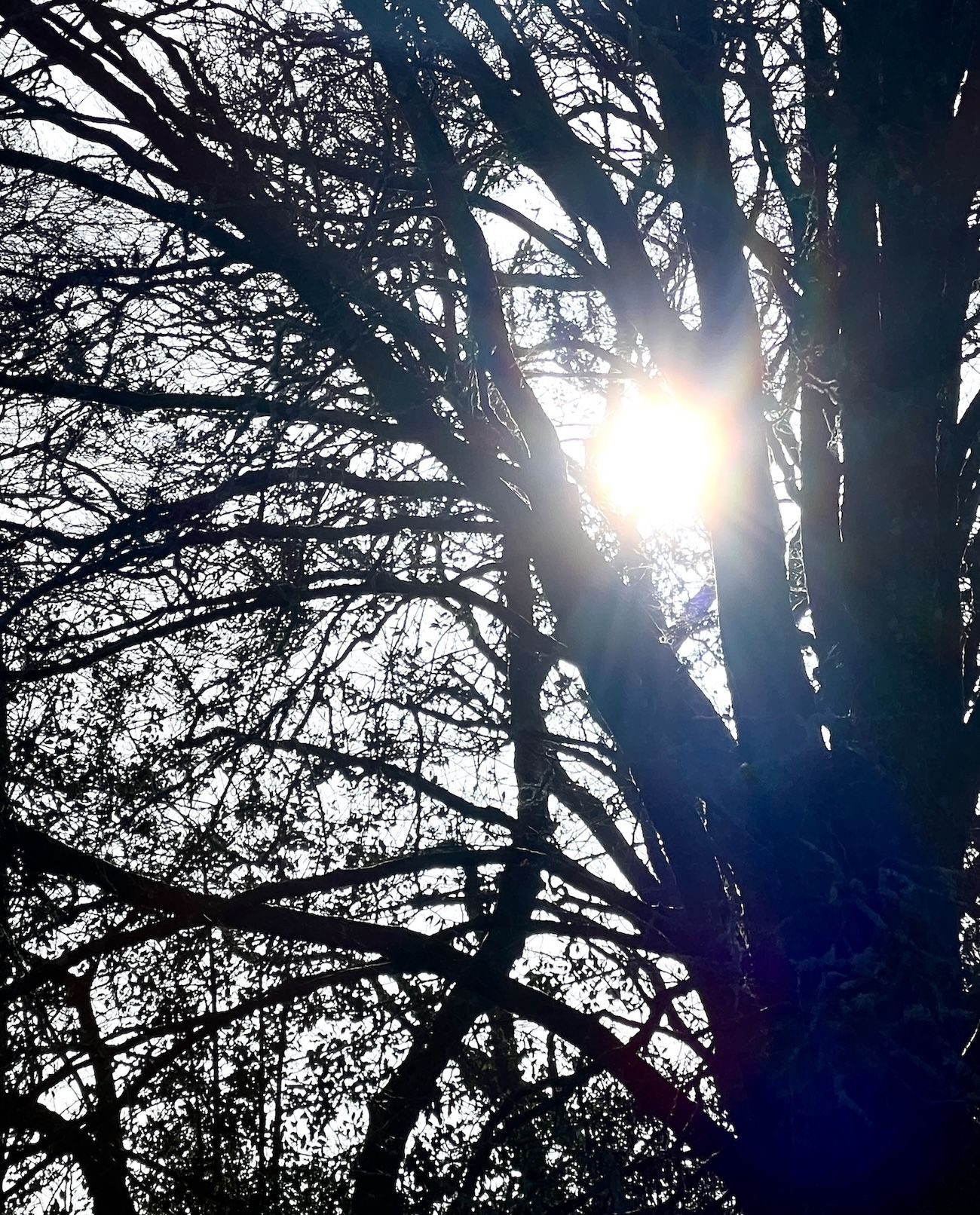 Photo of sun shining through trees