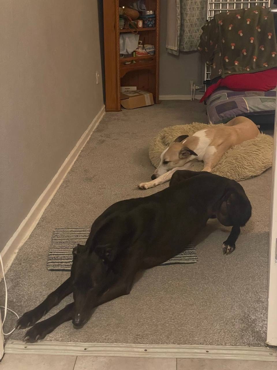 Picture of my 2 dogs