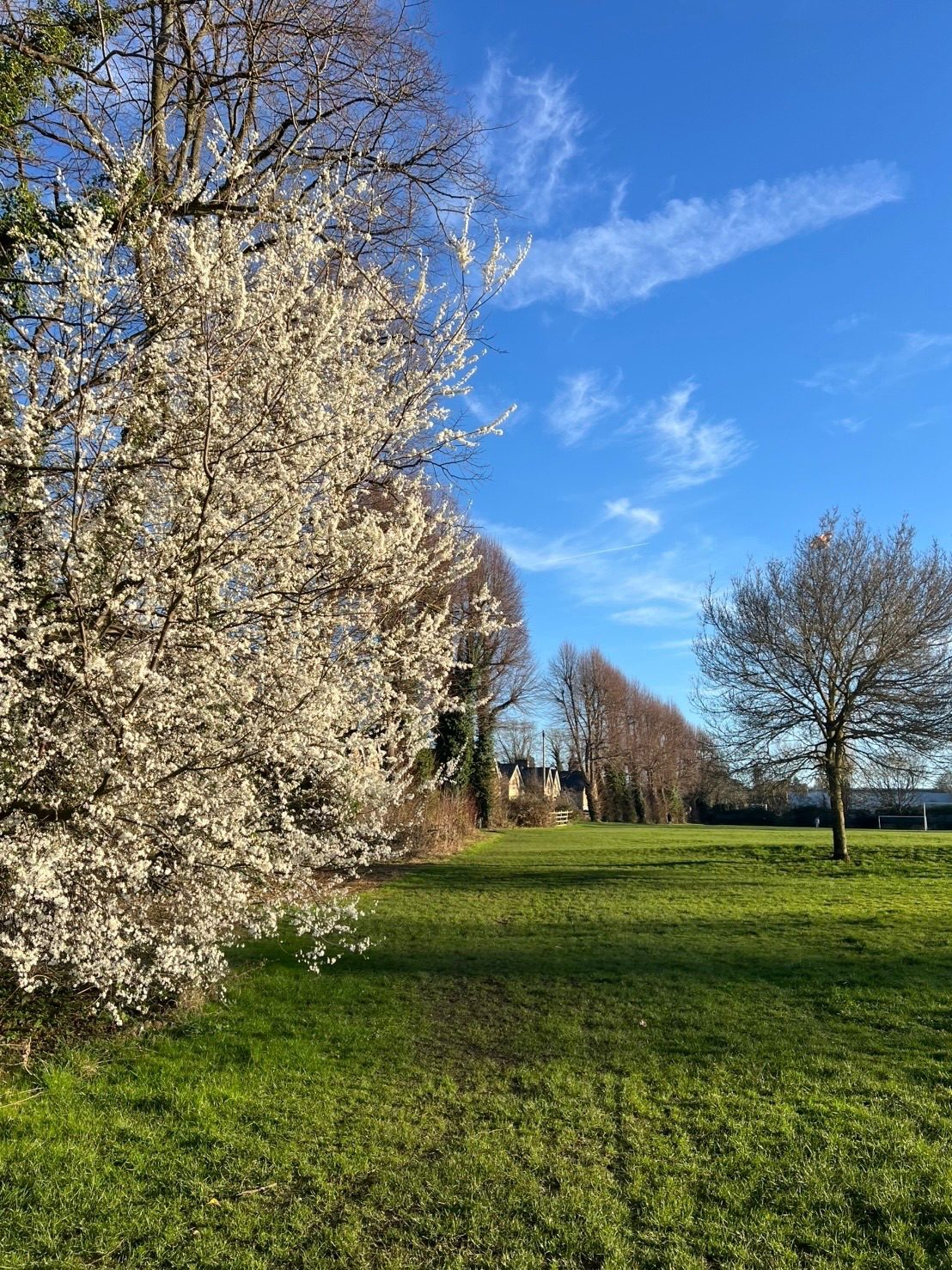 Photo of a field in springtime