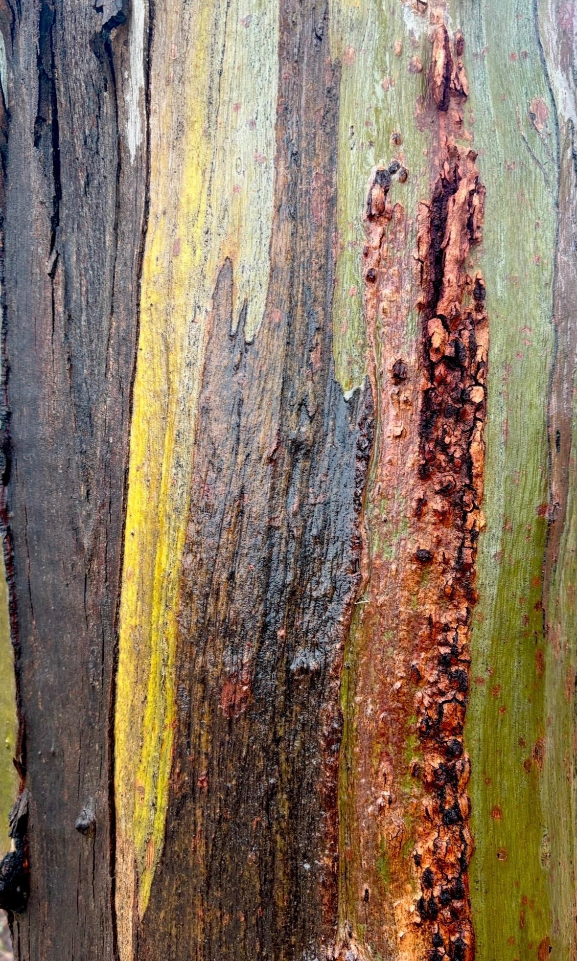 Beautiful colours of the trees found near the beach