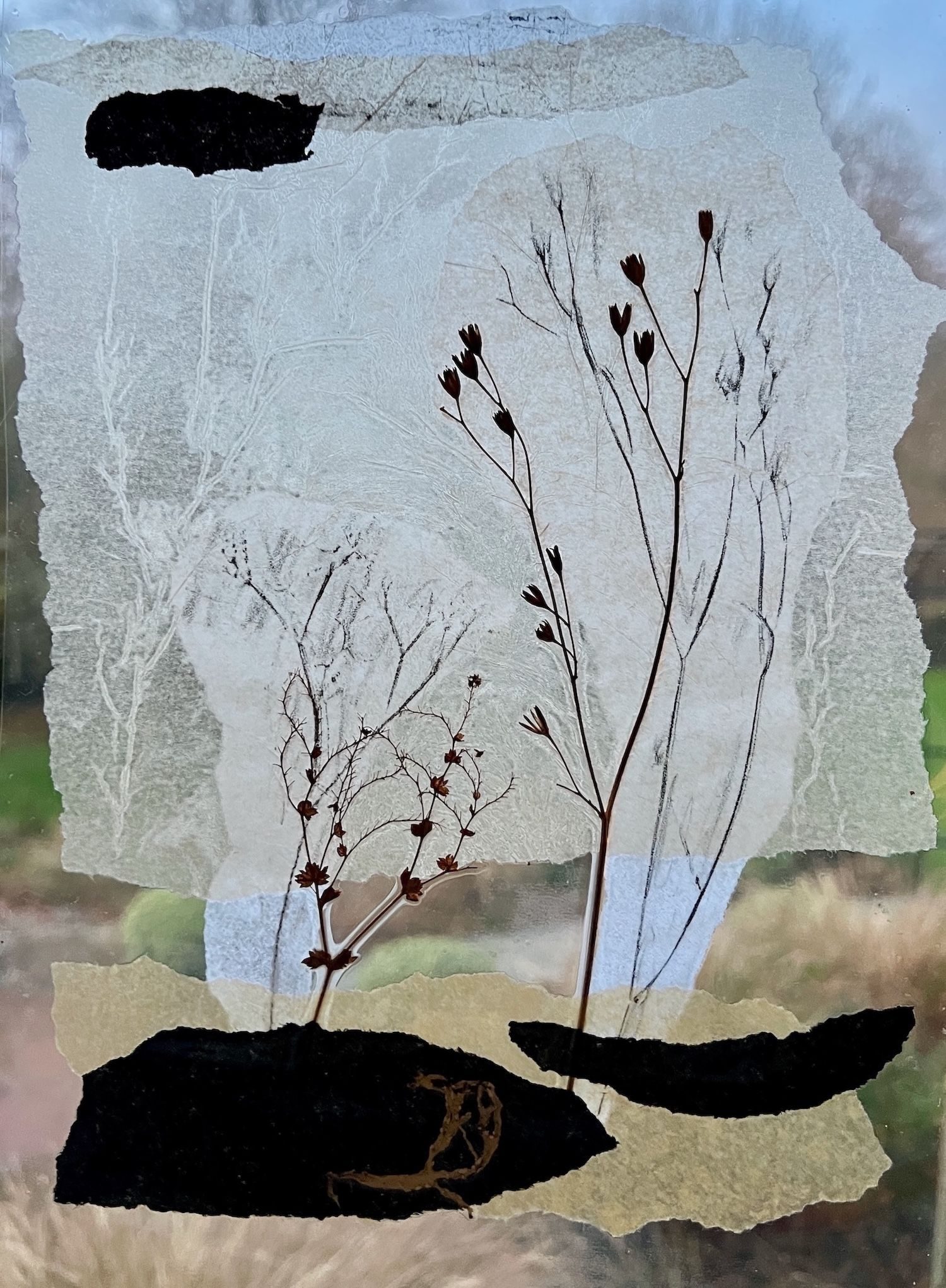 torn paper, pressed plants shown in transparent film against garden.