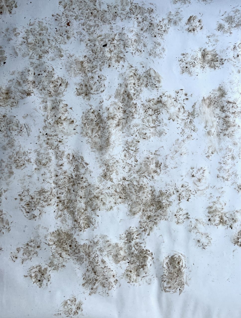 muddy dog footprints on white paper