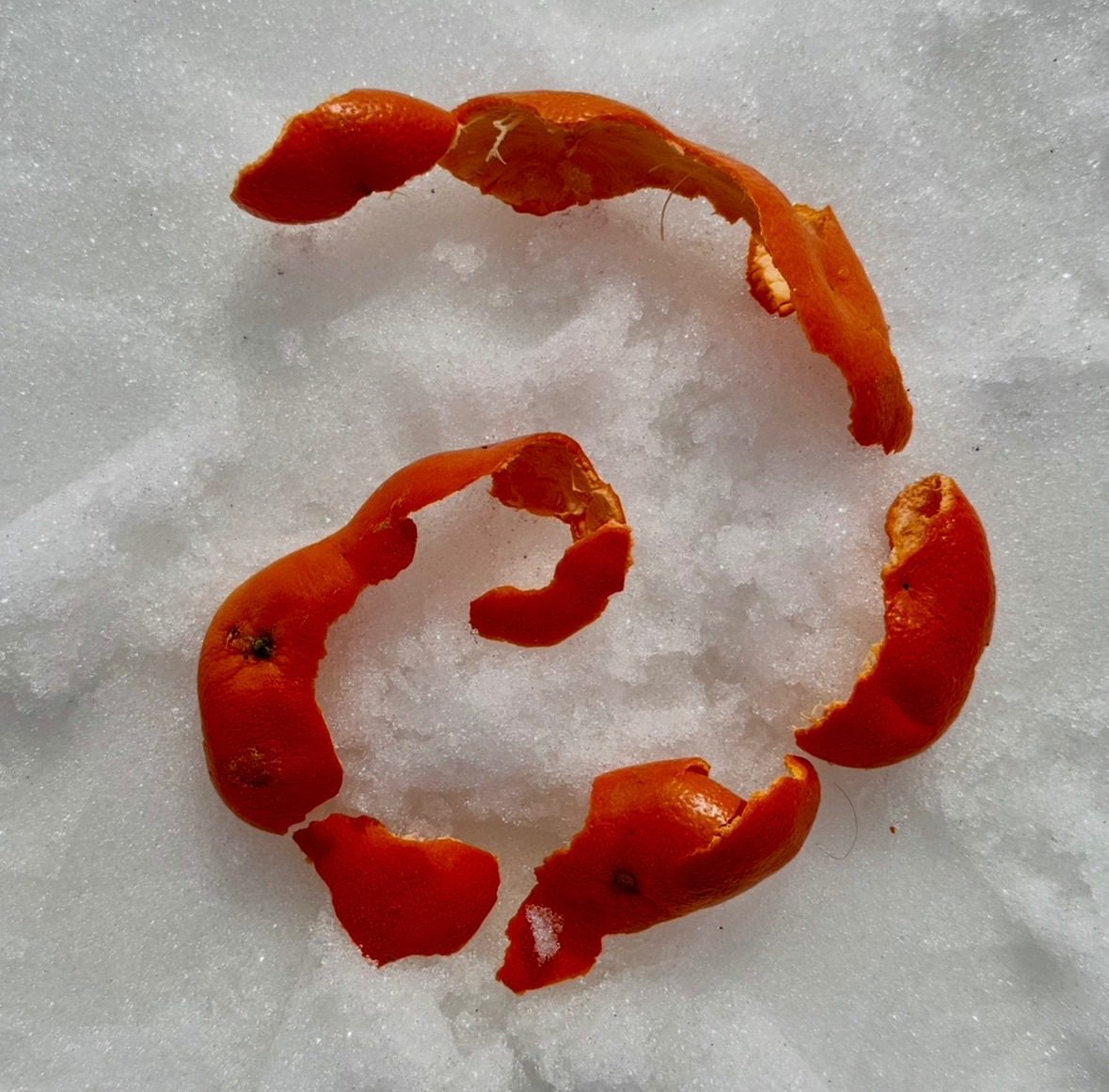 Tangerine peel as a spiral in snow
