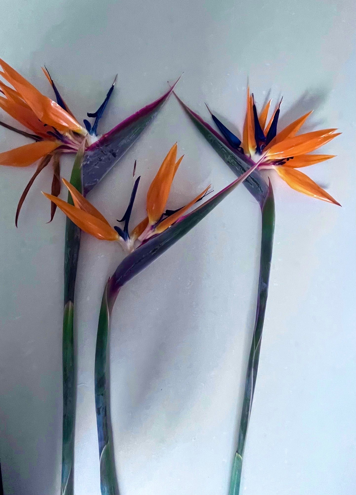 Photo of cut flowers