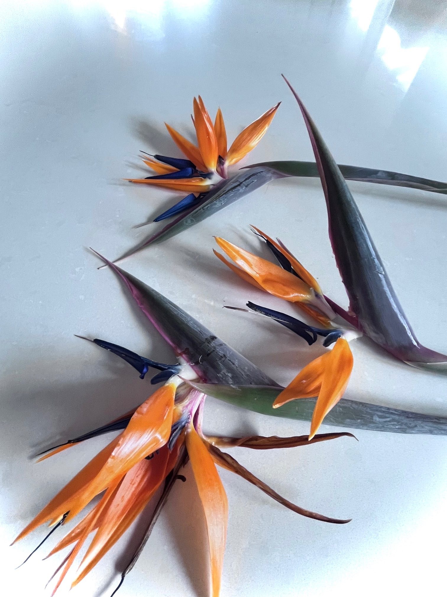 Bird of paradise flower