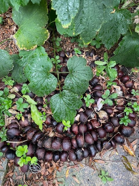 A coil of conkers (from 2024) becoming overgrown with weeds