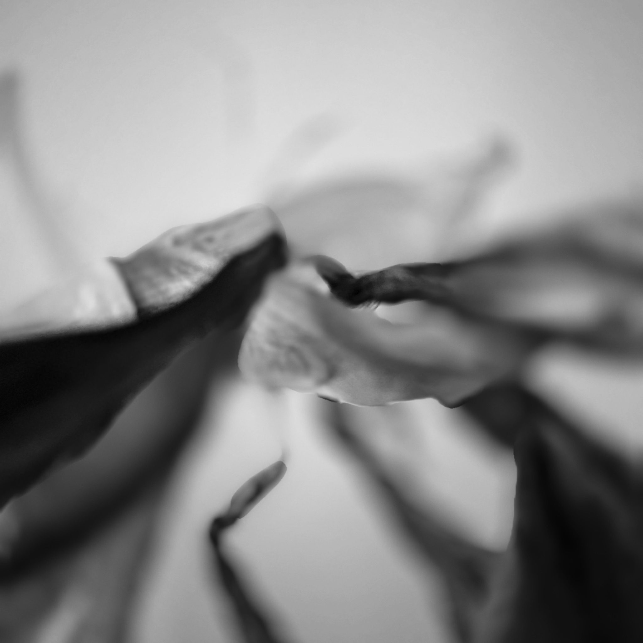An abstract black and white photograph with tendrils of a dead plant