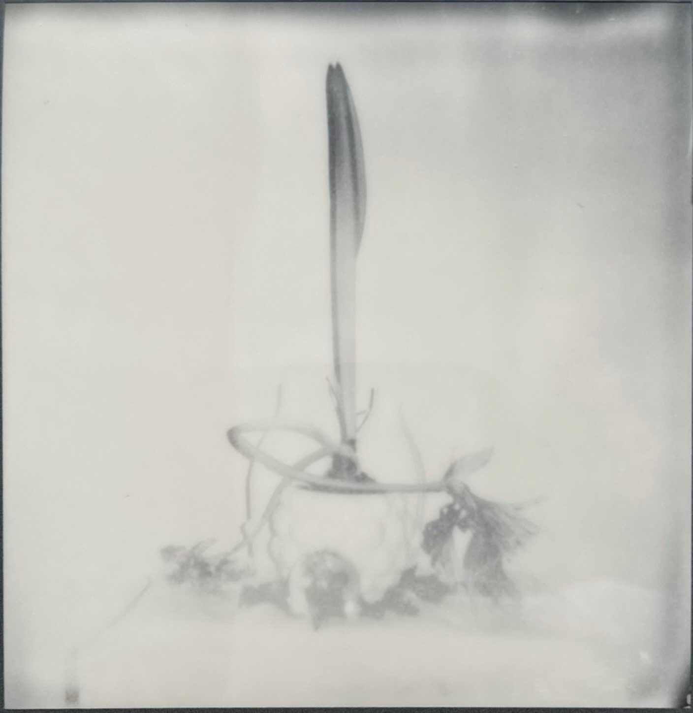 Black and white still life blurred Polaroid image. Wilting plant with one central stem still proud.