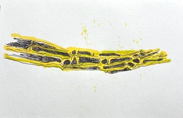 Black pen line drawing of a plant stem coloured with light green and yellow ink areas