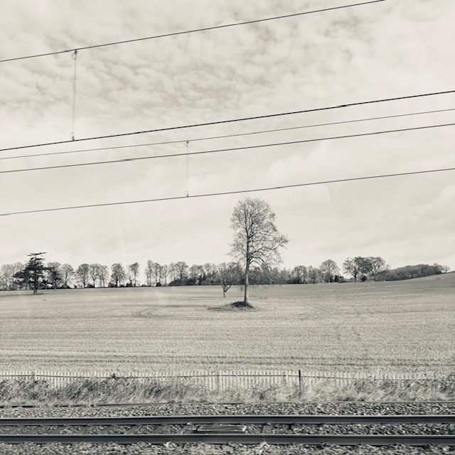 A black and white photo taken from a train window showing a single tree framed by overhead cables and railway lines