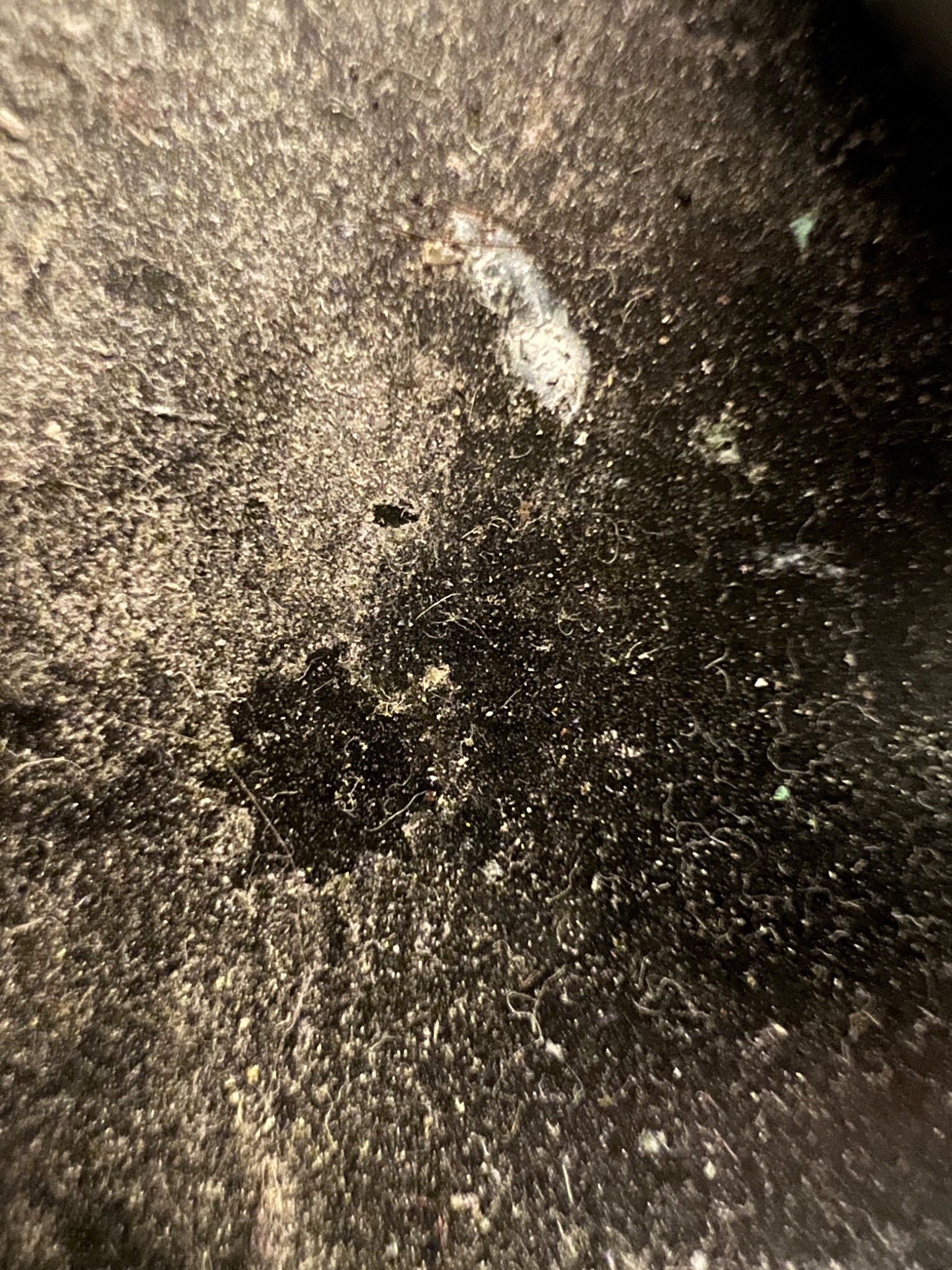 A close-up image of a dark, rough surface covered in dust and fibres, with a small pale smear and scuff marks
