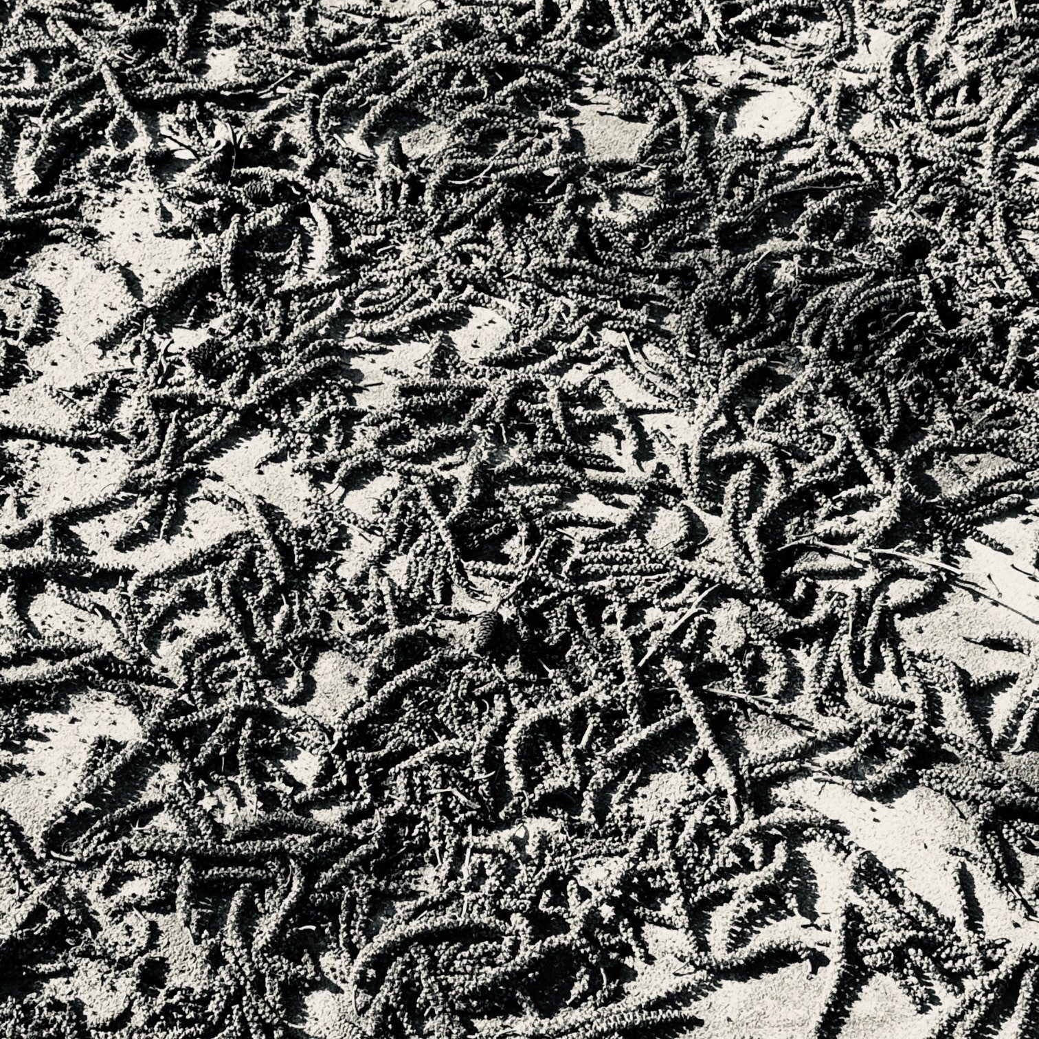 A black and white photograph of natures muddle of winter catkins