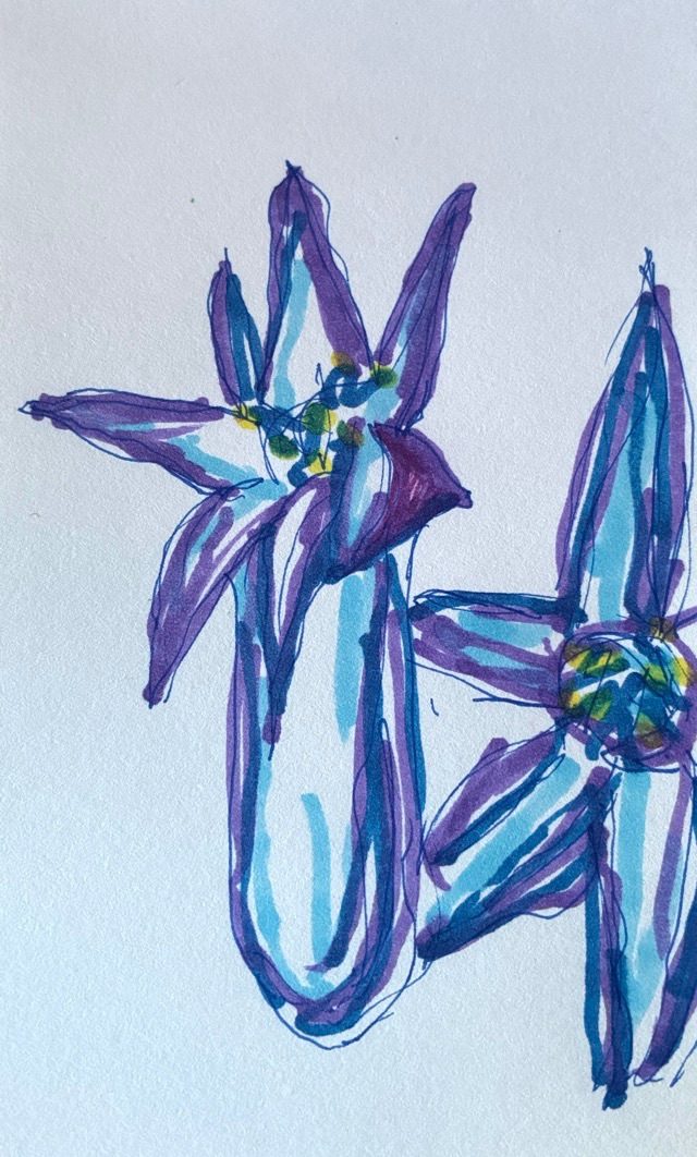 Pen and ink drawing of a hyacinth flower using blue, purple and indigo