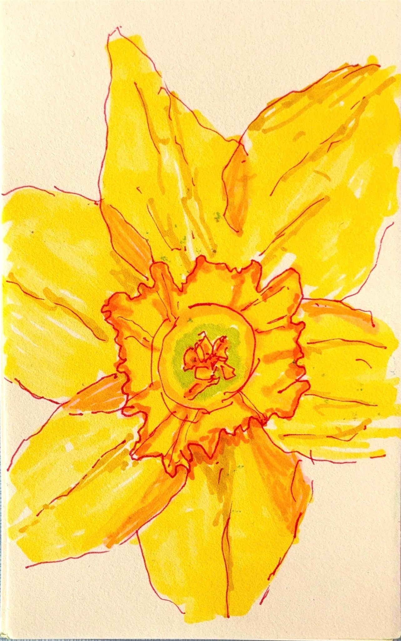 Pen and ink drawing of a daffodil flower face on using yellow, orange, red, green and pink