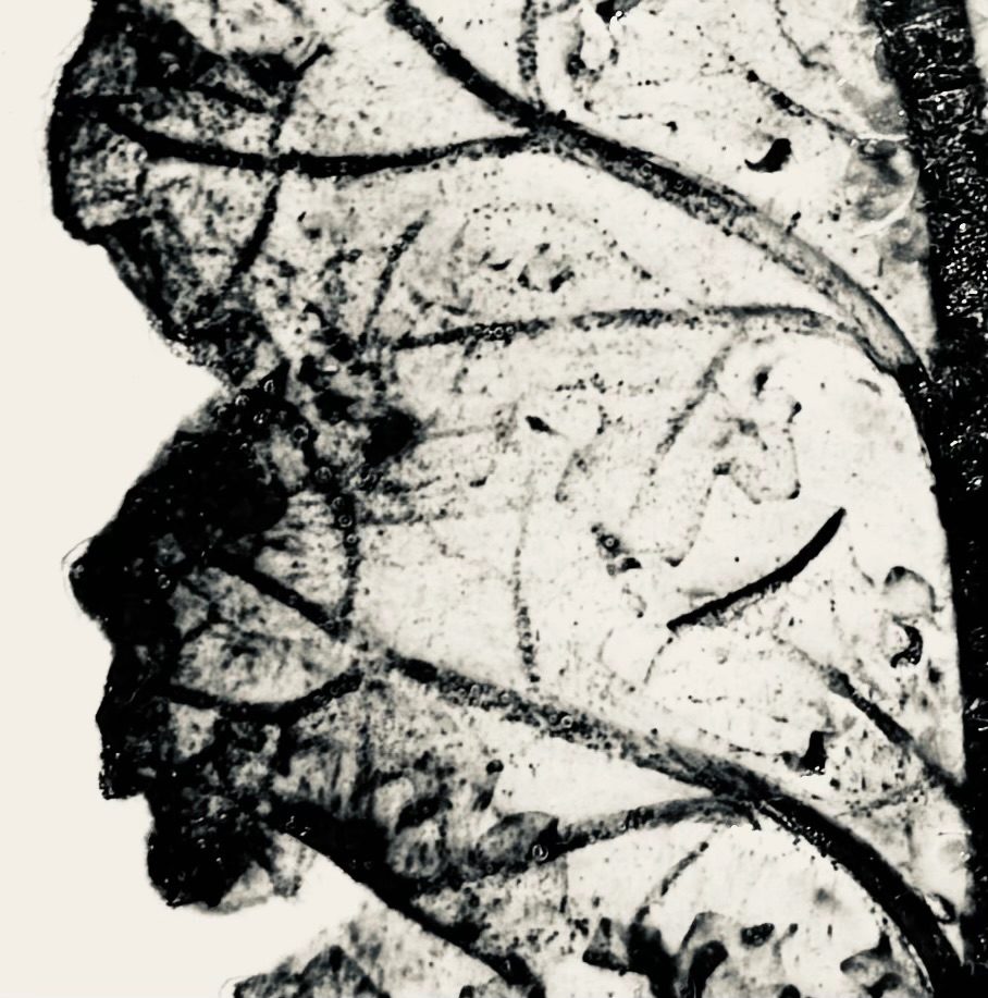 Etching on a porcelain, black ink and glaze, fired to 1240C