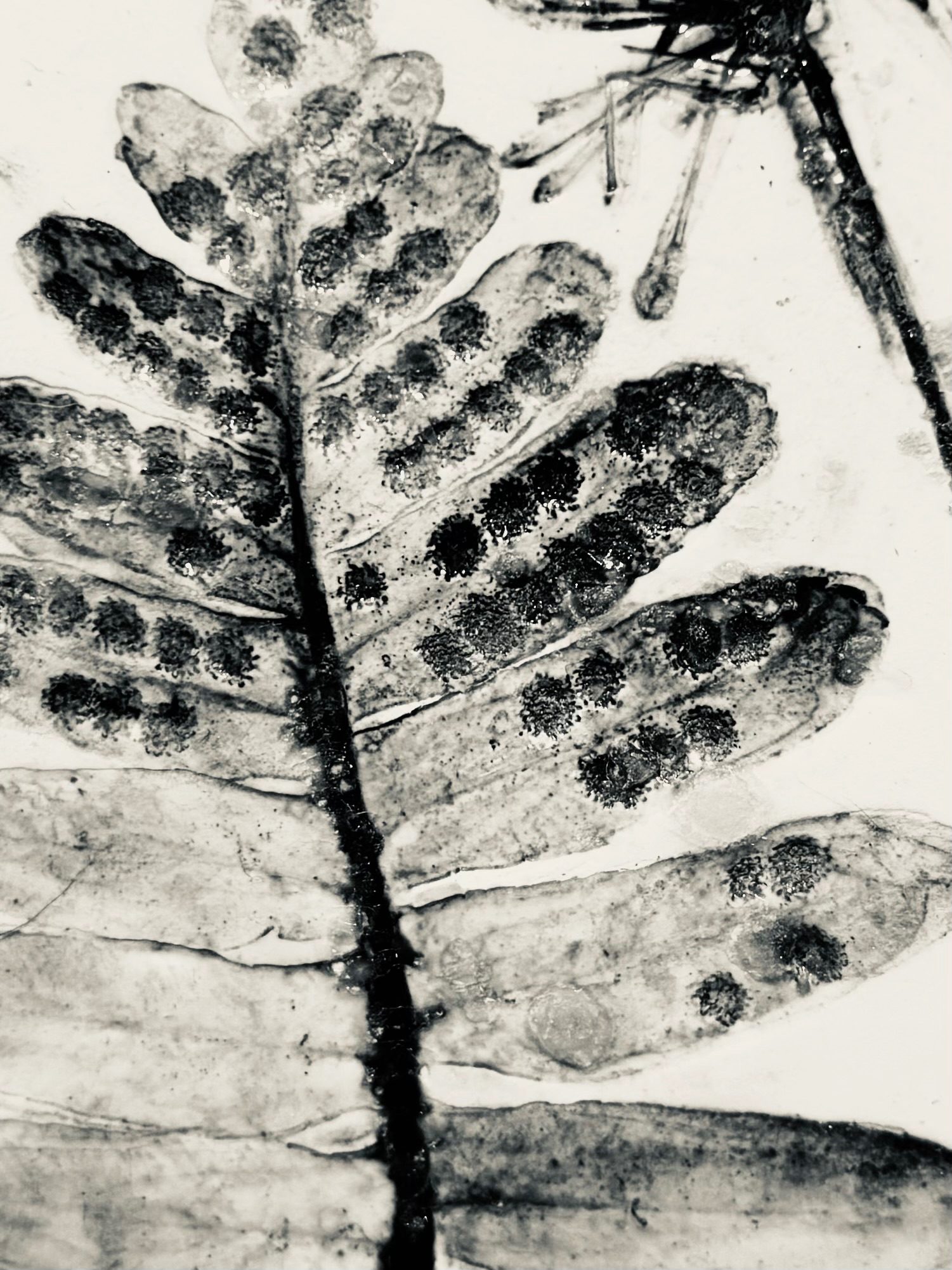 Porcelain, black ink, glaze.