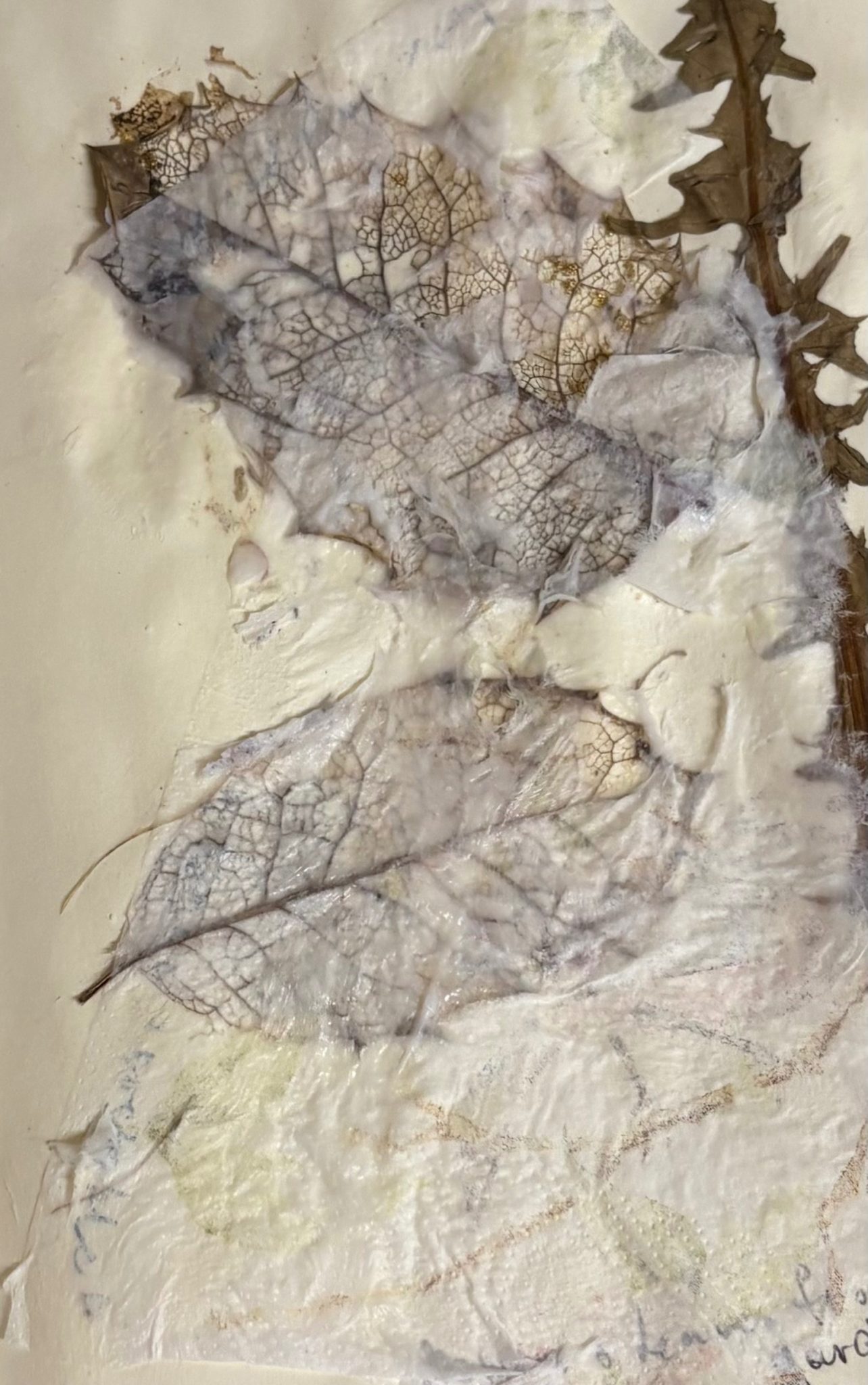 Skeleton holly leaves and brown dried dandelion leaf covered with tissue paper with subtle markings on.