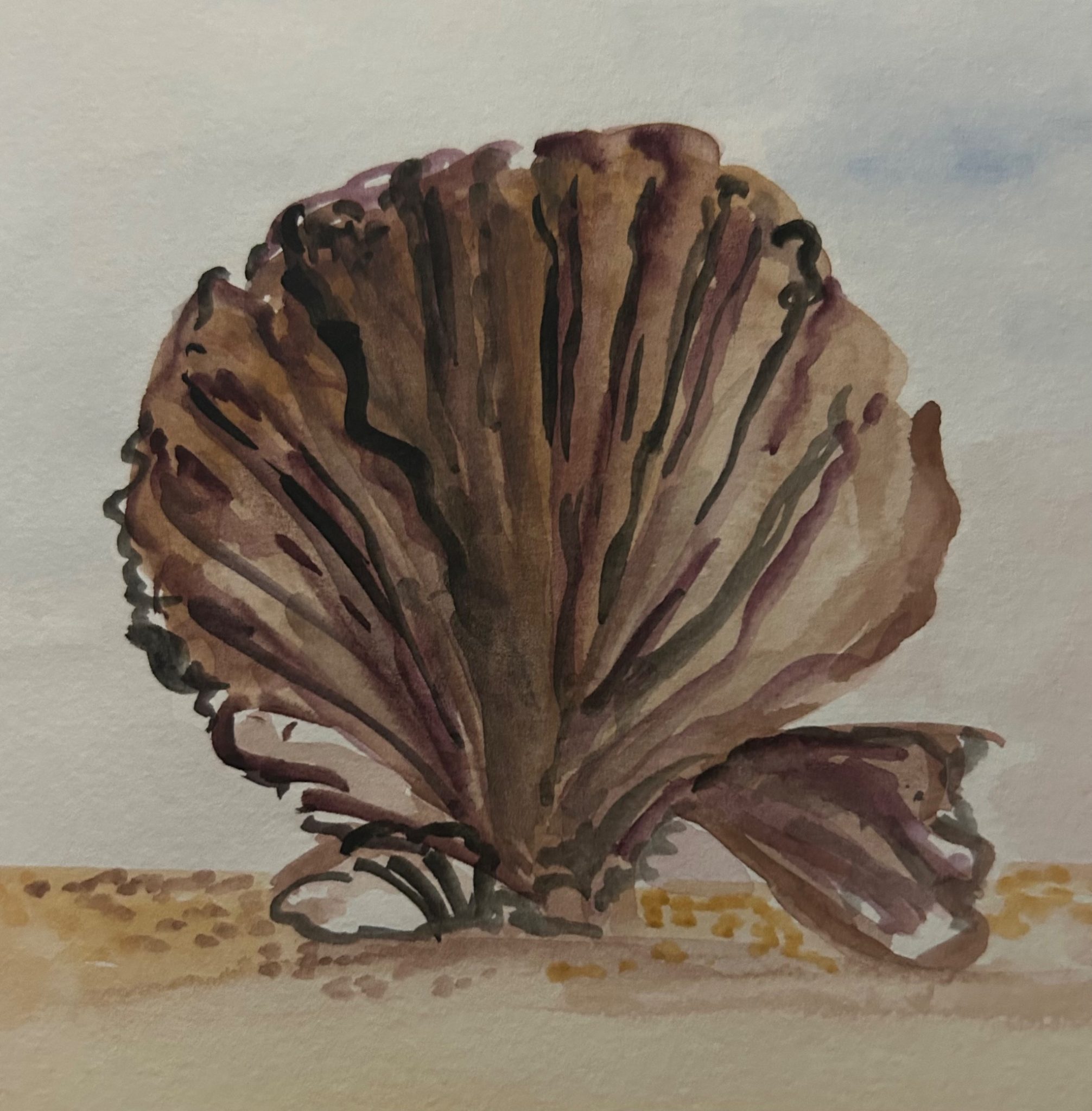Watercolour of a shell