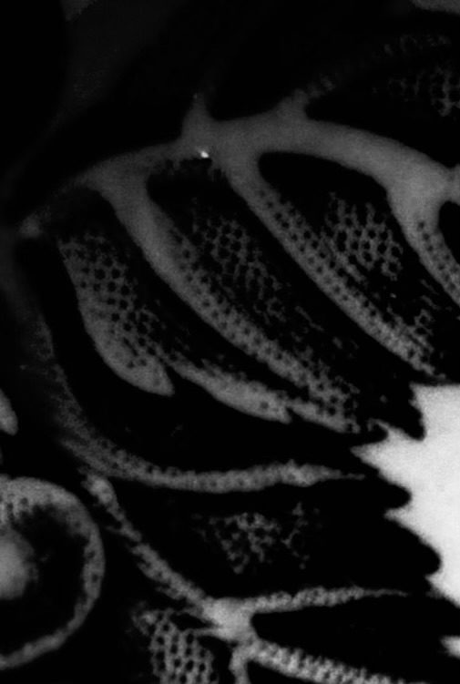 Black ink on fine porcelain, fired to 1240C