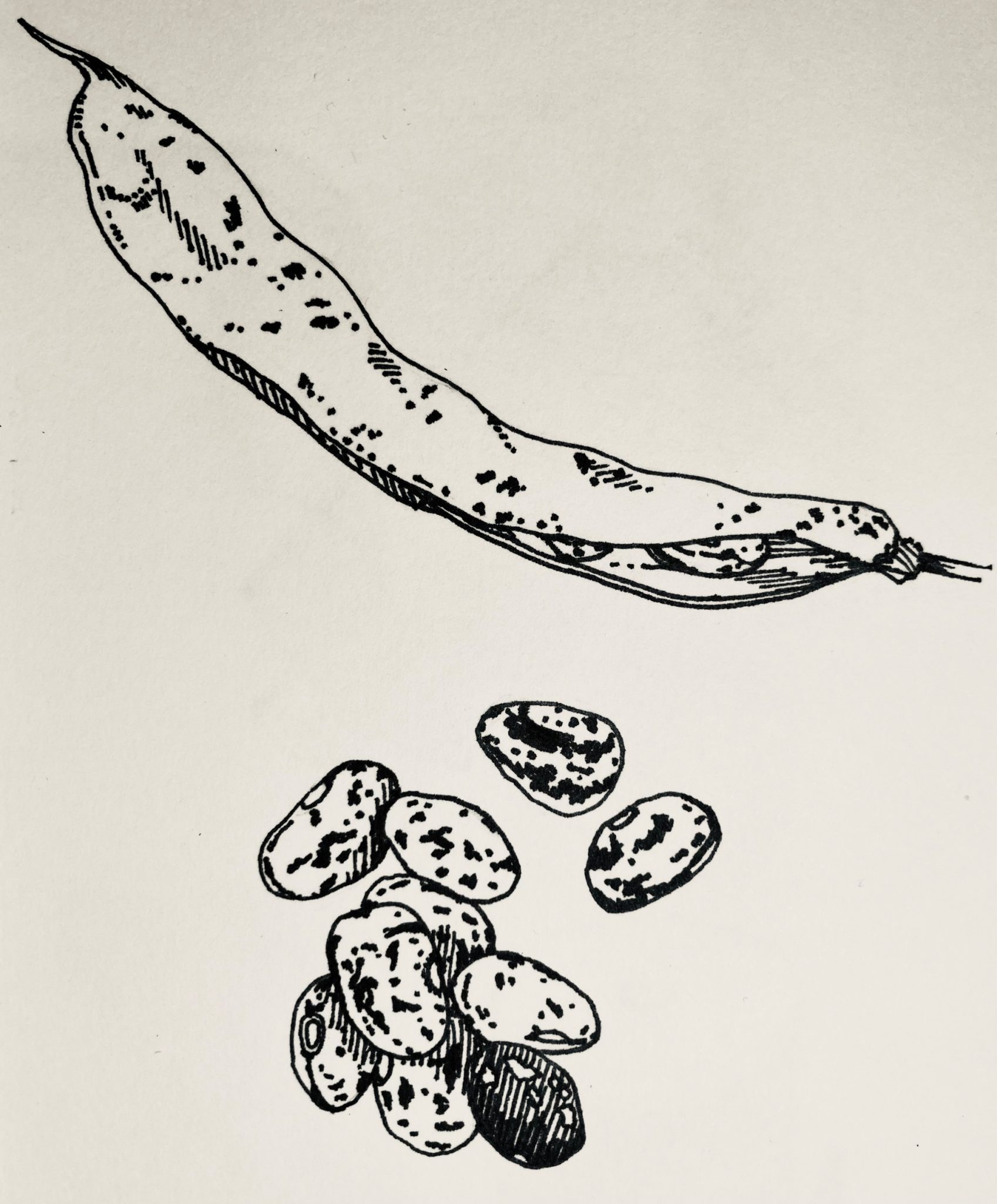 Black line drawing of a partially open bean pod beneath which are 10 speckled beans