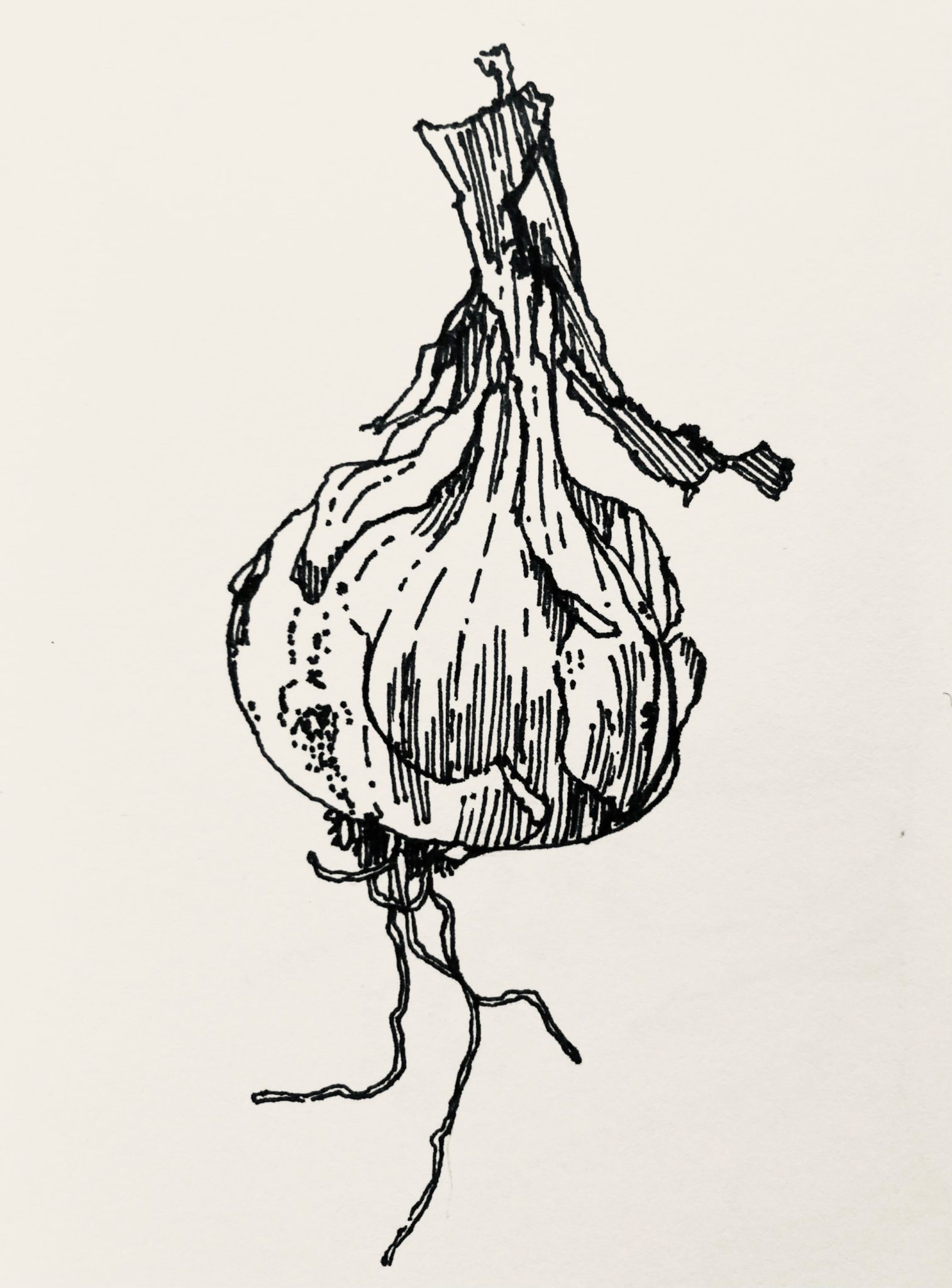 Fine liner drawing of a small onion with long spindly roots and layers peeling away from the main body