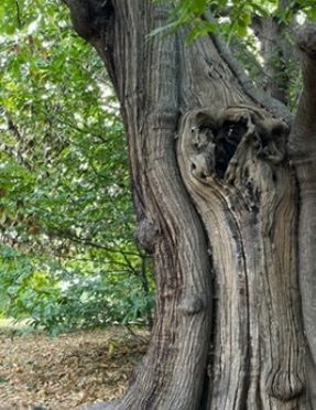 photo of a tree w a heart hole