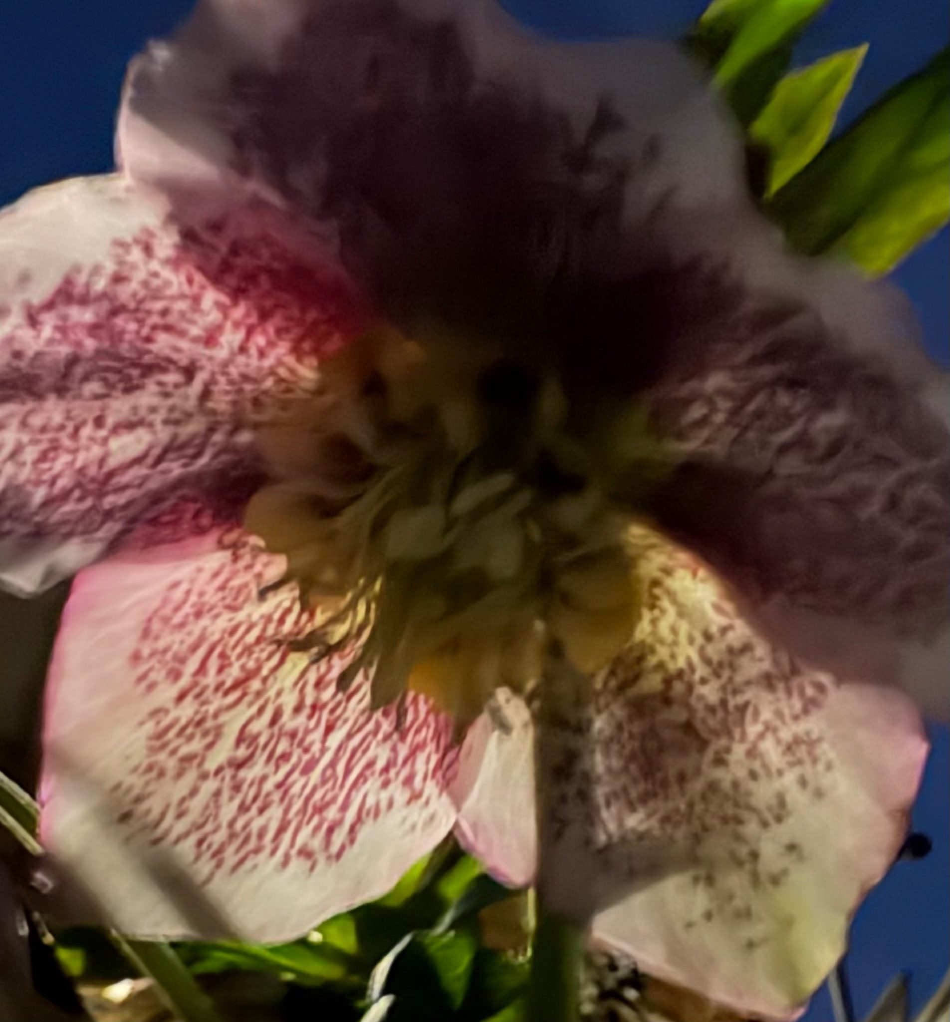Close up of a pink hellebore flower backlit