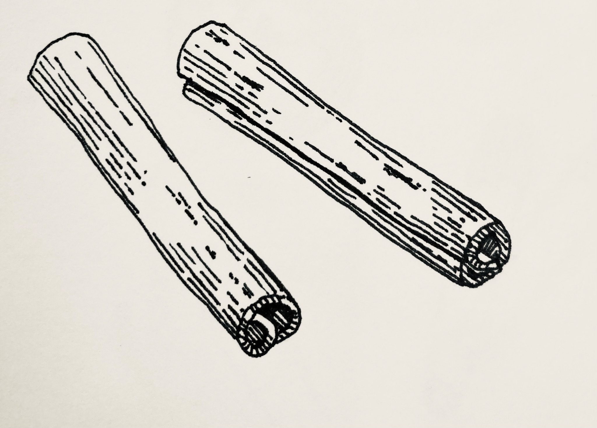 Fineliner drawing of two cinnamon sticks