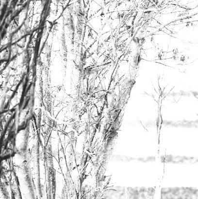 Black and white photo