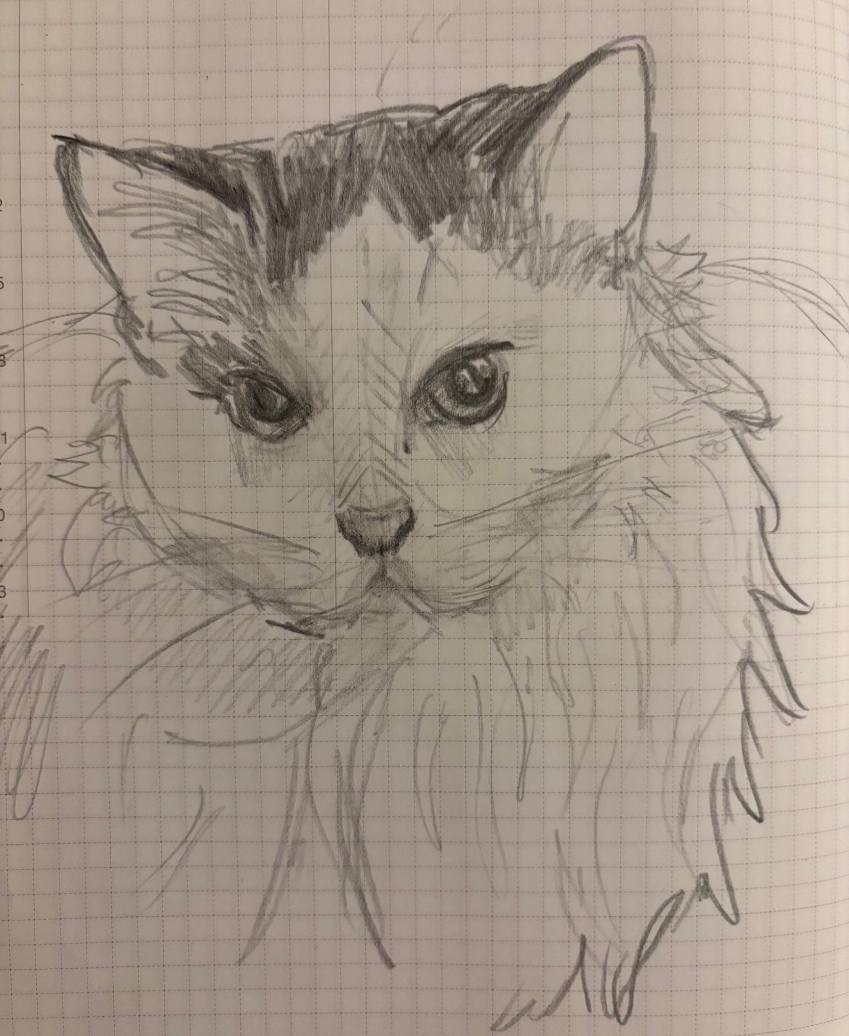 pencil sketch of my cat