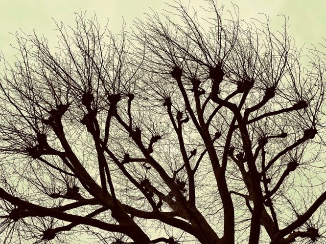 Photograph Battersea London