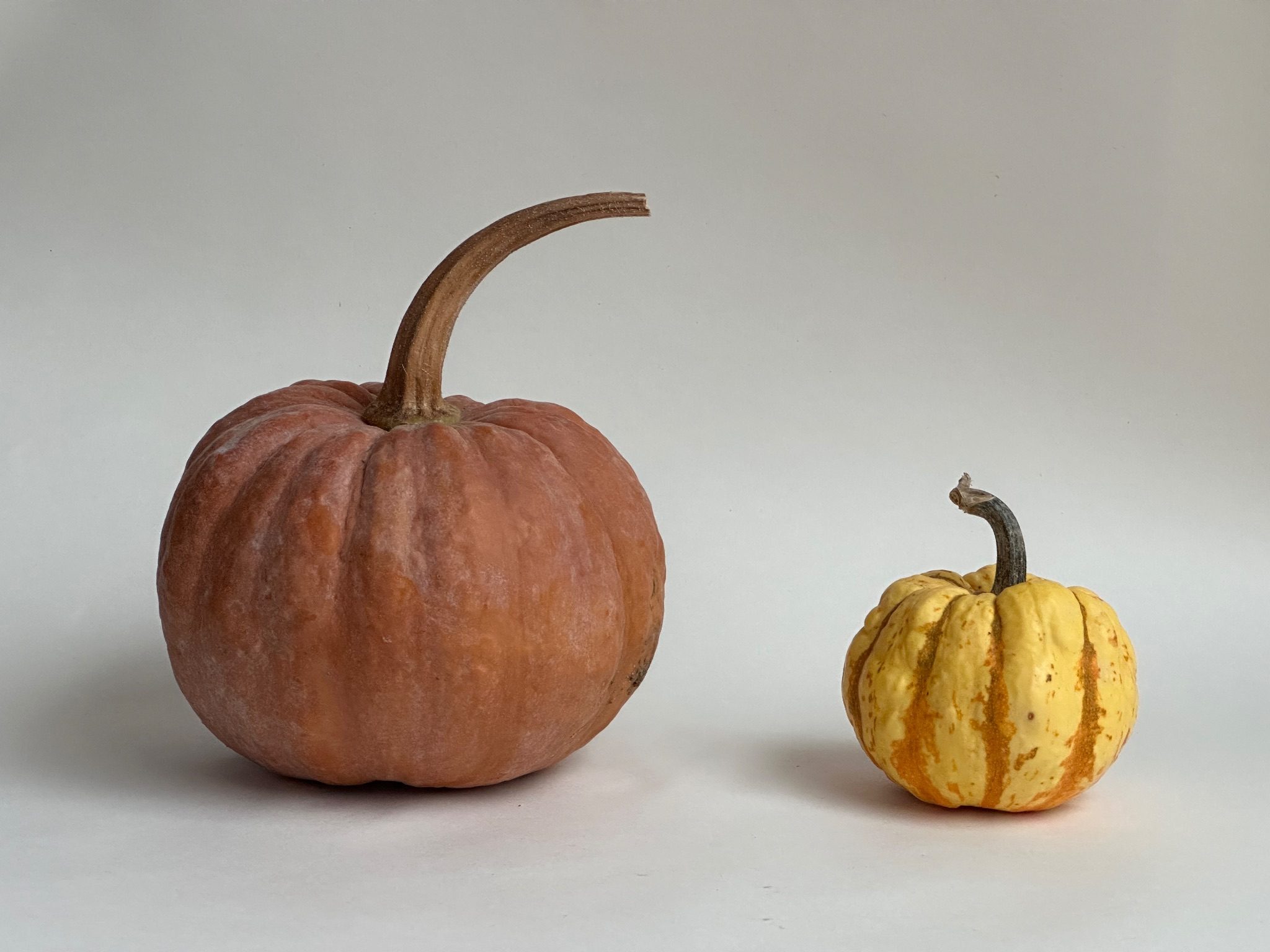 2 squashes with curved stalks face each other, one large and dark pink, the other smaller and yellow. Photograph.