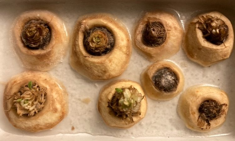 Parsnips tops - future salad