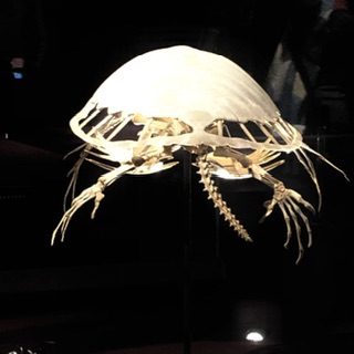 A sea turtle skeleton, white flash on this one and black atmosphere of the place