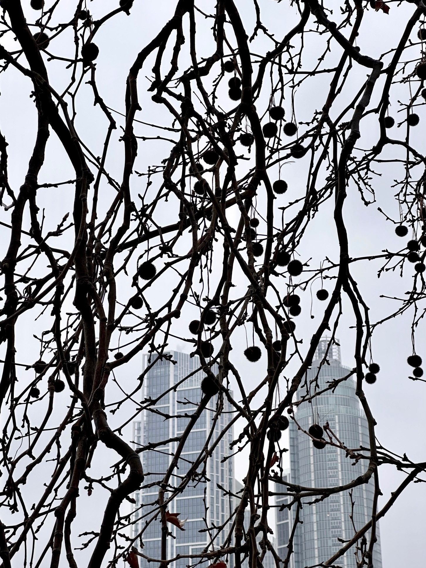Photograph. Distant high buildings seen through sillouhetted viel  of thin branches with large hanging seedheads