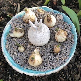 A round pot with muscaris bulbs whose shoots begin to sting. In the middle a round white ceramic with 4 tips at the top: could be a bulb too