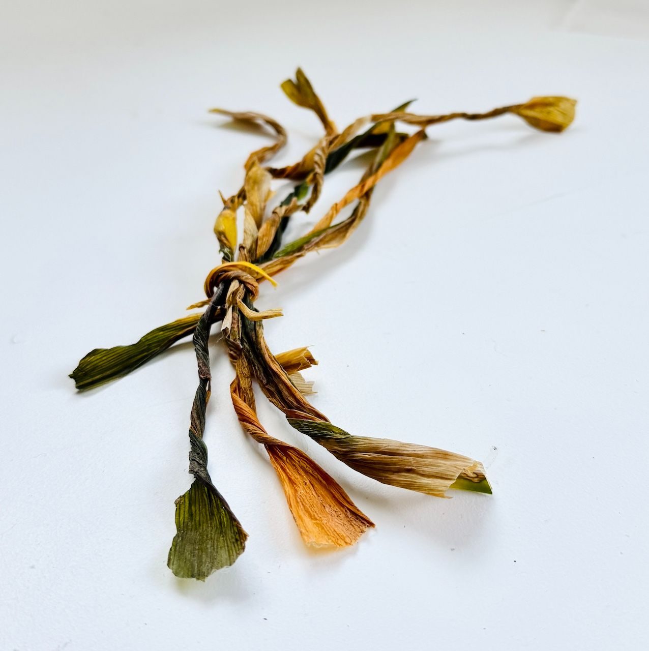 twisted agapanthas leaves - bitten by the frost