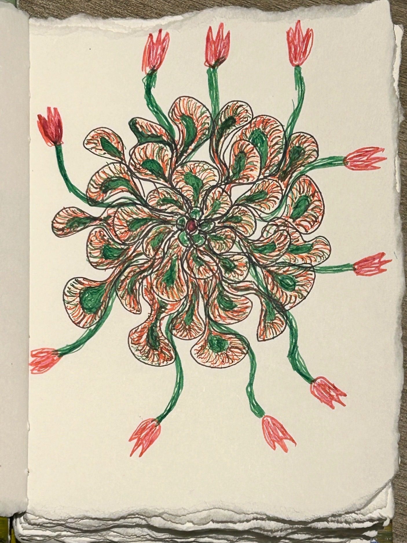 Colour pen and ink drawing of a succulent like plant