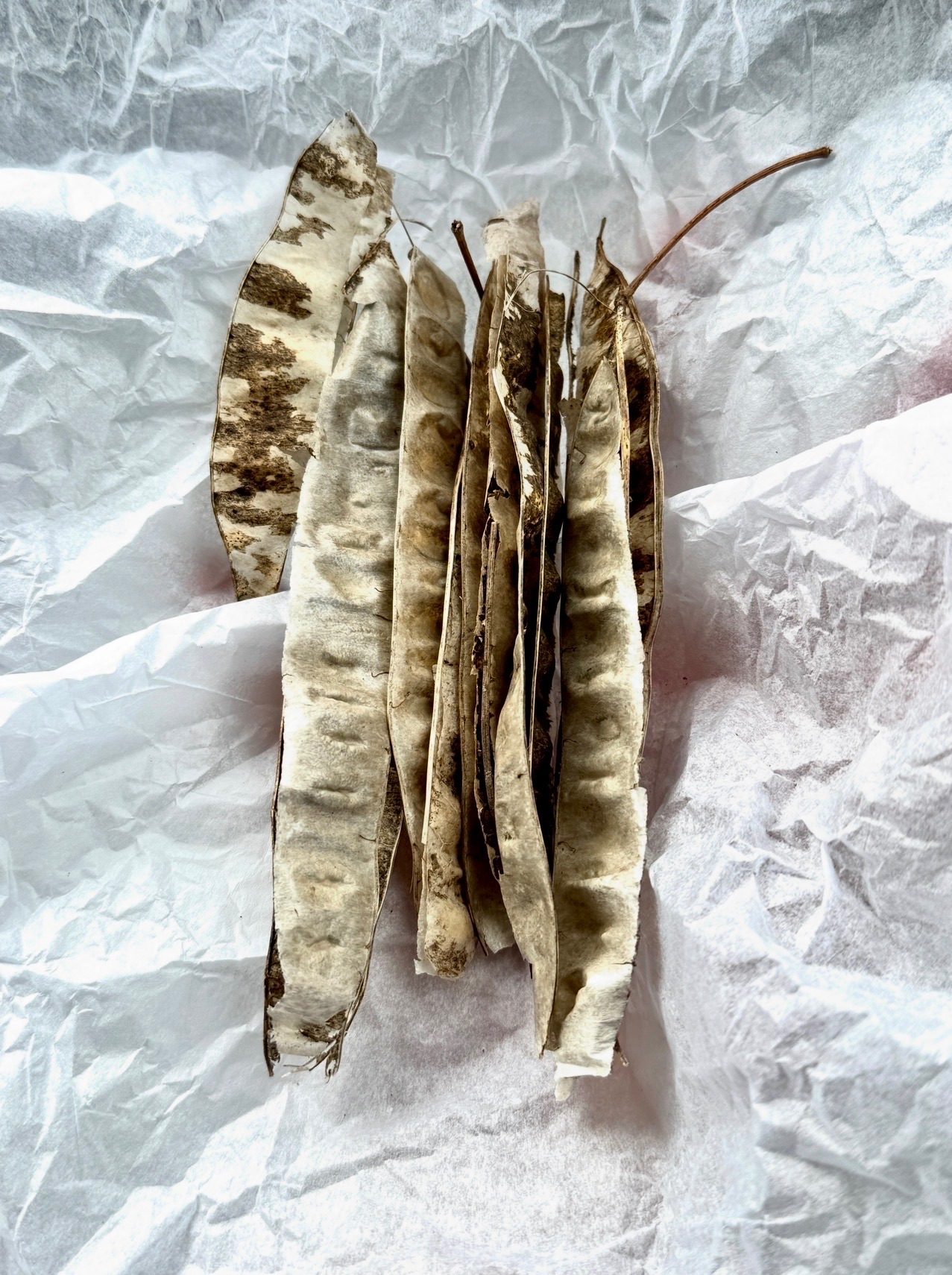 Fading black locust seed pods