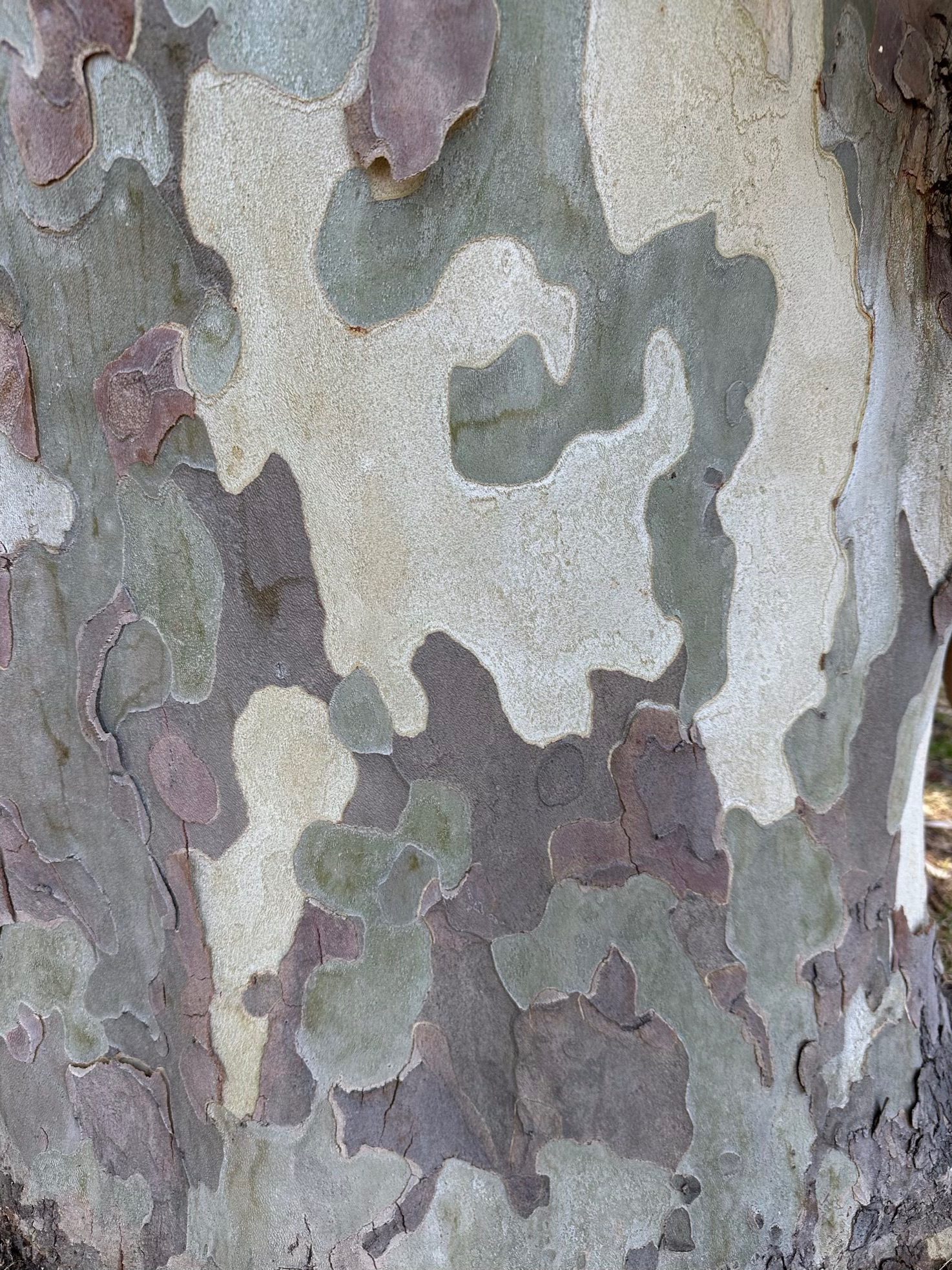 Abstract digital photograph