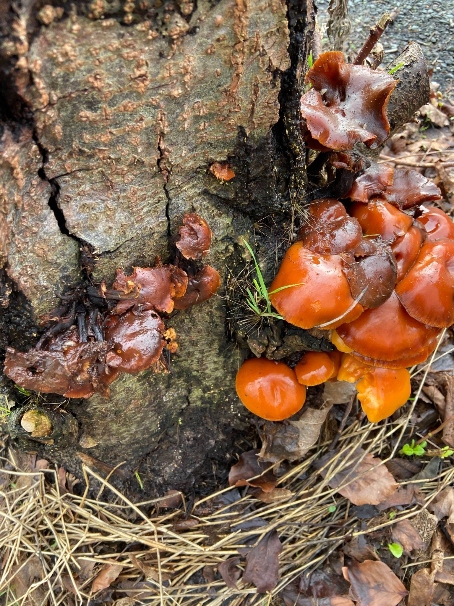 Inspiration -photo of fungi, interest in entropy