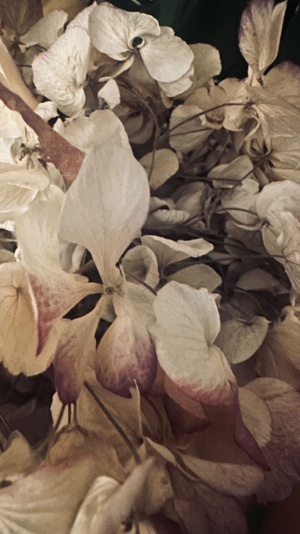 Photo closeup flower