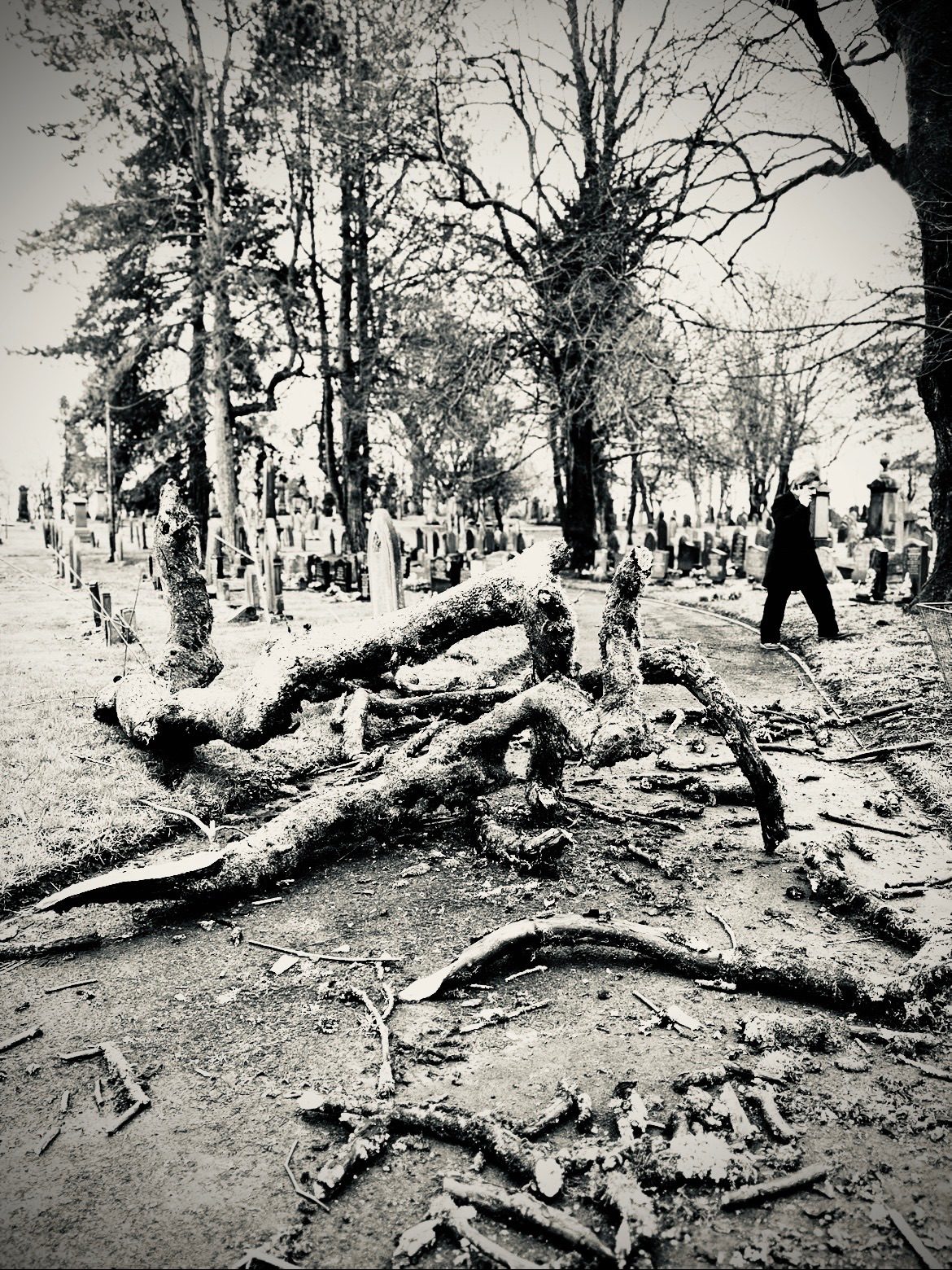 Photography of a broken tree in a cemetery with a figure in background crossing road in black