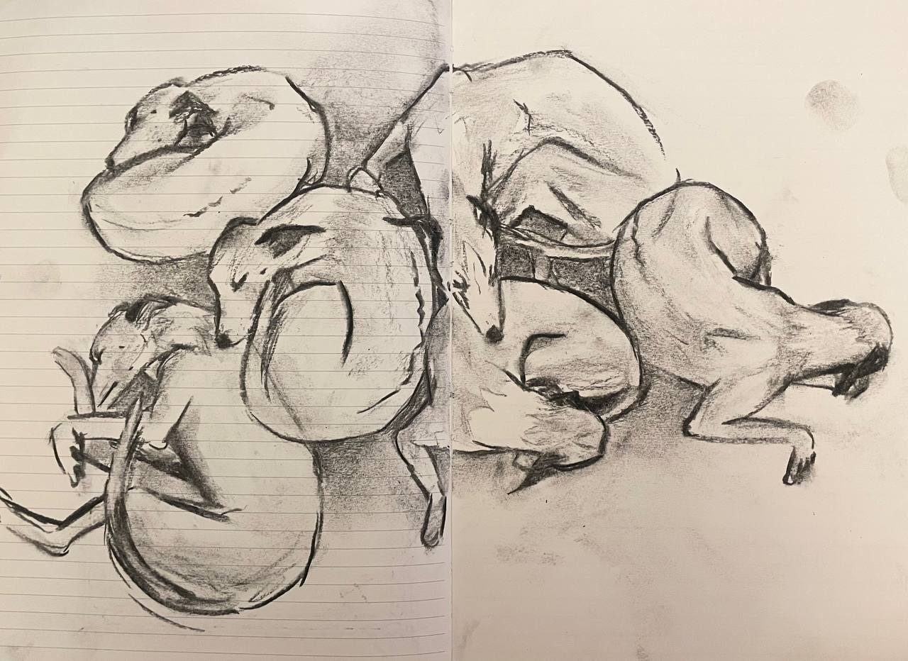 Charcoal sketches of a sleeping lurcher
