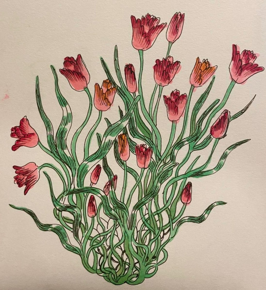 Drawing of tulips growing tangled together