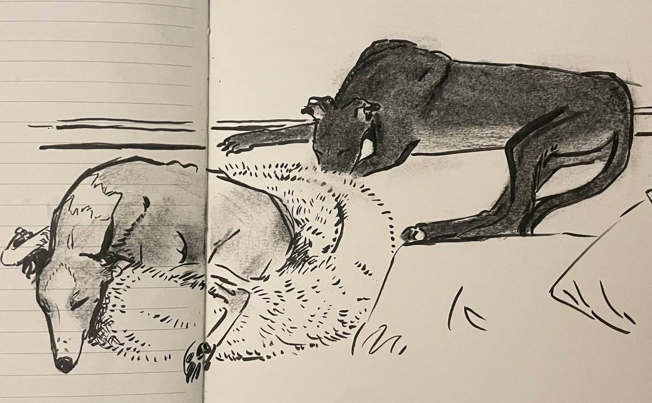 Black ink drawing of two sleeping sighthounds shaded with charcoal