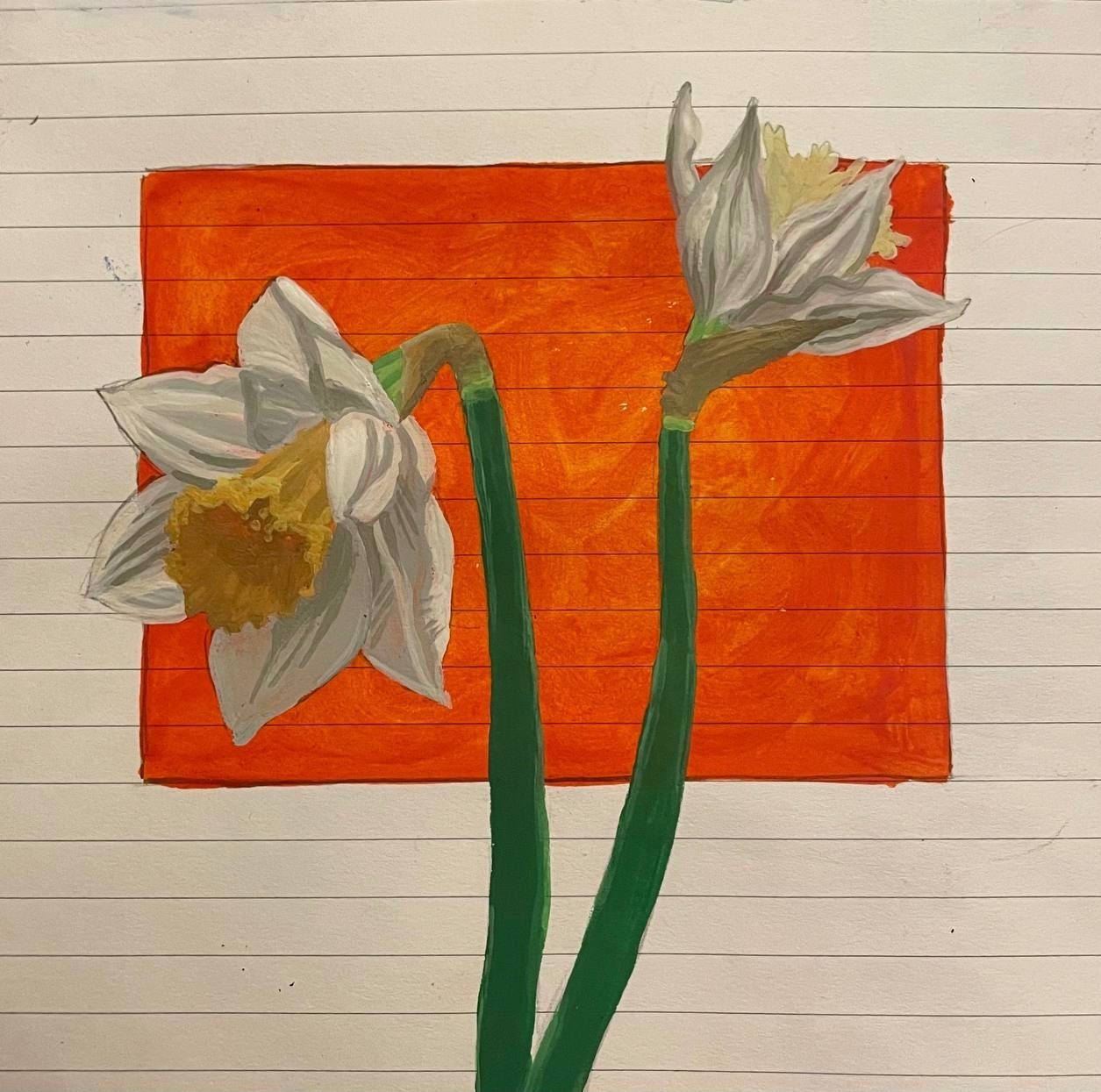 Gouache painting of two daffodils with a bright orange background