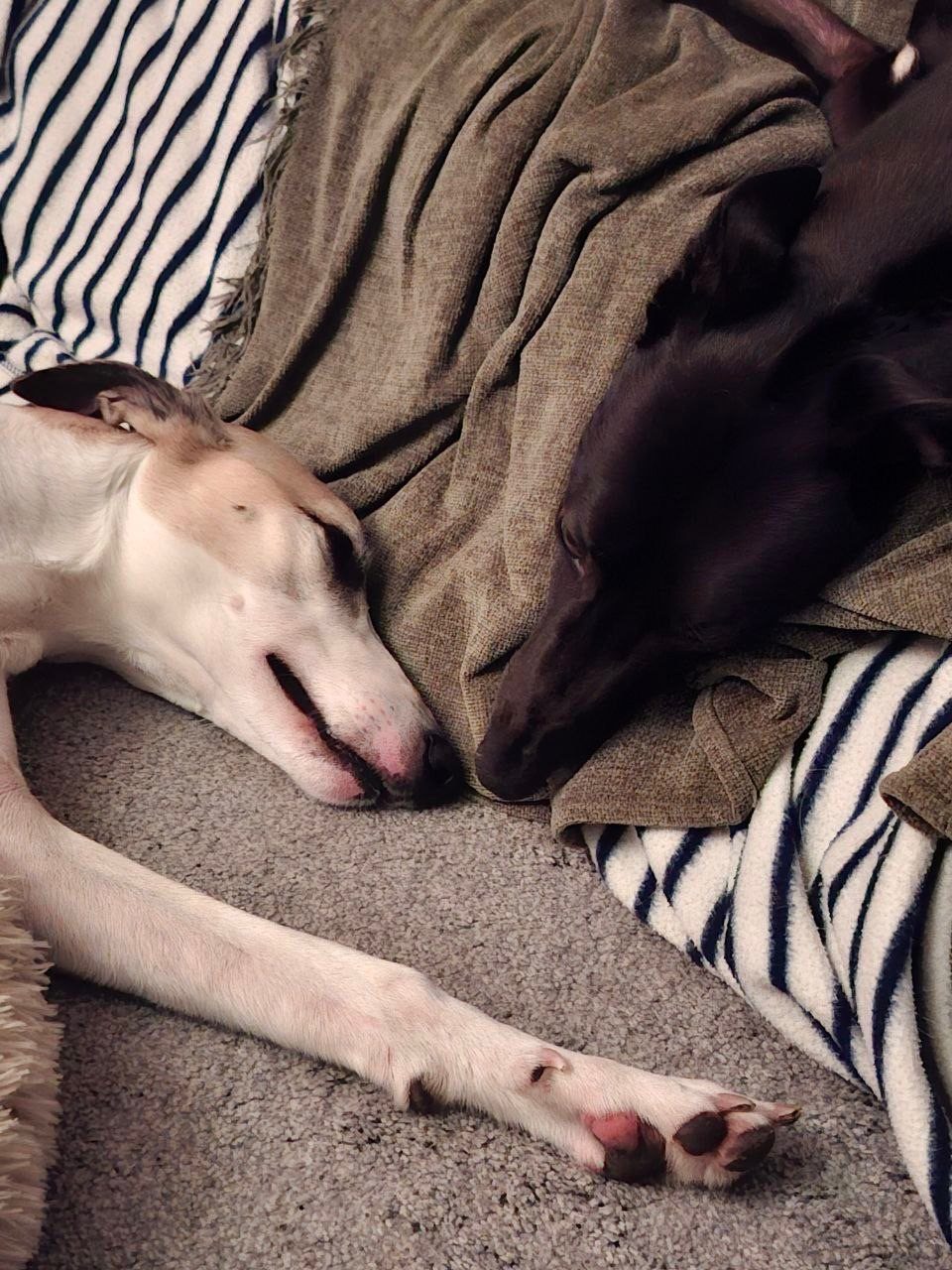 Photograph of a black greyhound and fawn lurcher sleeping with their heads together